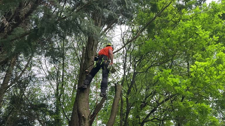 Best Root Management and Removal  in Sanford, ME